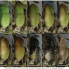 pol icarus pupa13 volg1